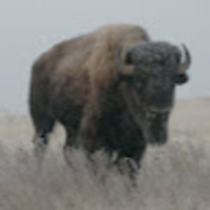 Meet your Posher, Jj ferman